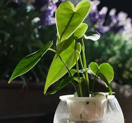 植物