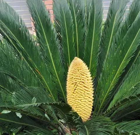 植物