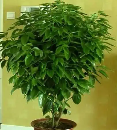 植物
