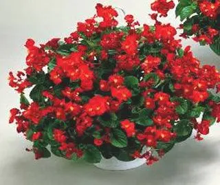 植物