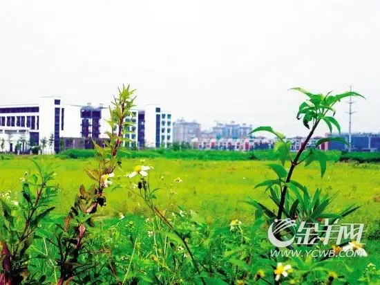 顺德地块扎堆出让上演土地盛宴 四季度成高峰
