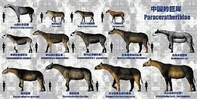 曲靖市麒麟区茨营乡发现的古生物化石麒麟巨犀