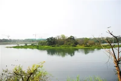 华侨城湿地周边不断被开发 鸟儿还会回湿地吗?