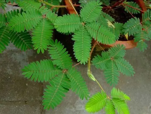 (三)含羞草.其體內的含羞草鹼會使毛髮脫落