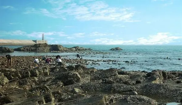 厦门千人挖花蛤 退潮盛景尽收眼底