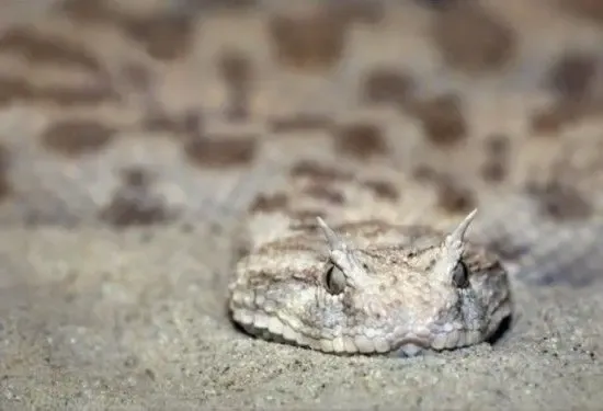 神农架首现罕见白头蝰蛇 世界毒蛇大集结