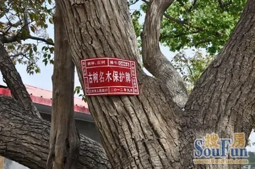 对梨树进行一树一档的管理