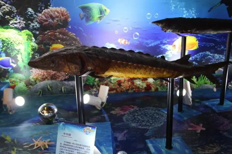 中华鲟标本堪称国宝级