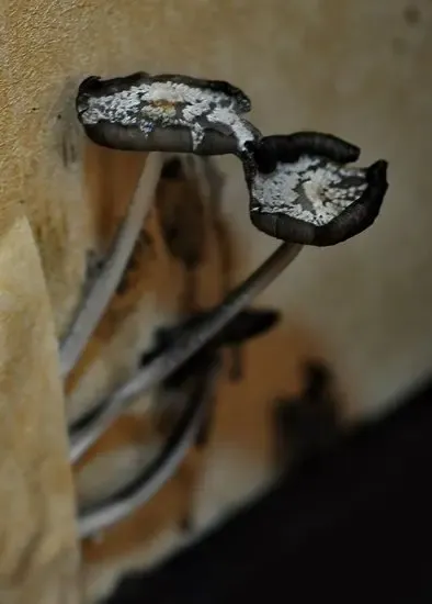 装修5年后 墙上长出黑蘑菇