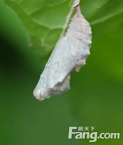赏万千蝴蝶看如何蜕变1025宜昌首届珍稀蝴蝶展