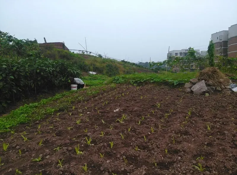 快讯:茶园-鹿角一地5265万元挂牌成交 楼面价2201元