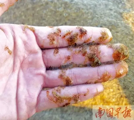图为海边的球形棕囊藻。