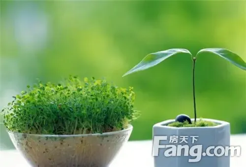 情人节