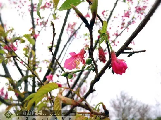 含苞待放的樱花蕾。广西新闻网记者 谢冬梅 摄