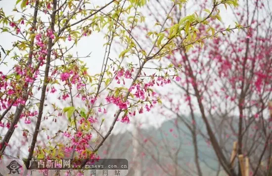 樱花品种各异，或红或粉，在绿叶衬托下美不胜收。广西新闻网记者 谢冬梅 摄