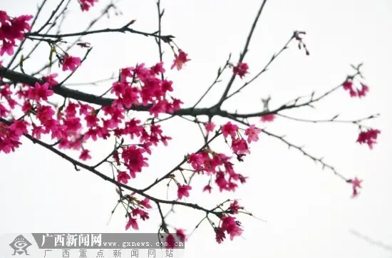 簇簇樱花撩人醉。广西新闻网记者谢冬梅 摄