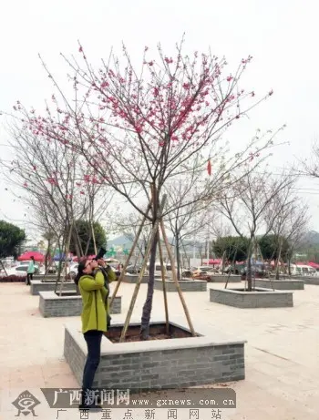 不少游人前去拍摄美丽樱花。广西新闻网记者 谢冬梅 摄