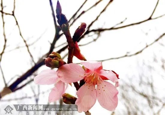 清新脱俗的小花朵。广西新闻网记者 谢冬梅 摄