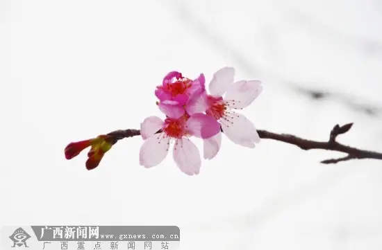 寒风中盛放的樱花楚楚动人。广西新闻网记者 谢冬梅 摄