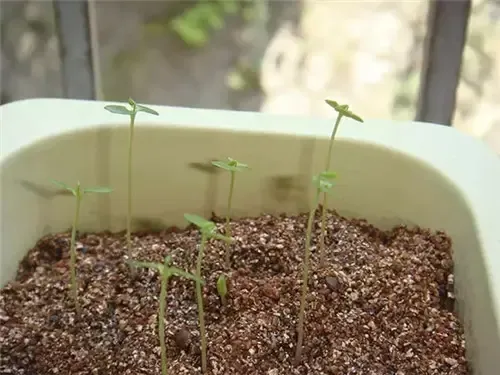 养几盆绿植 把自然带回家-家居快讯-无锡房天下家居装修