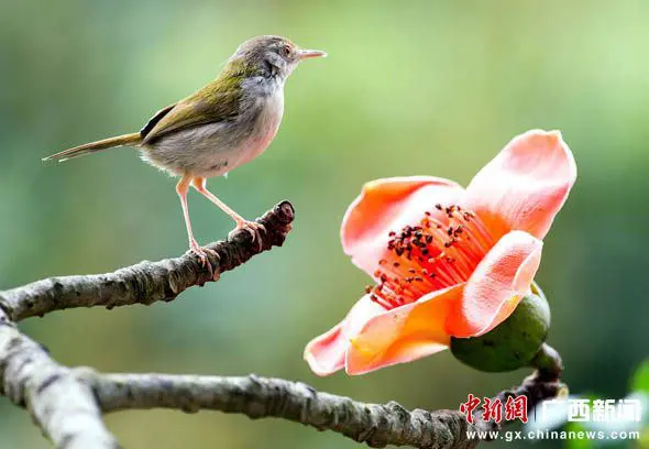 资料图：崇左木棉。作者：花山韵