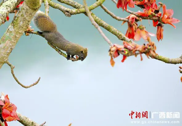 资料图：崇左木棉。作者：花山韵