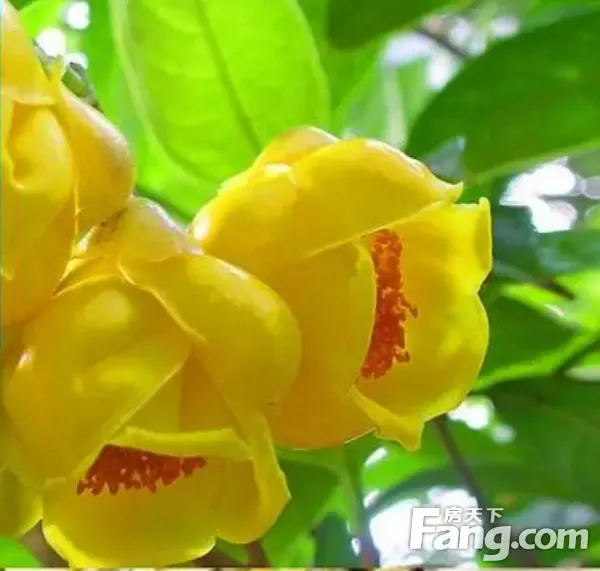 旅游日记防城港有一种风骚可以深入灵魂