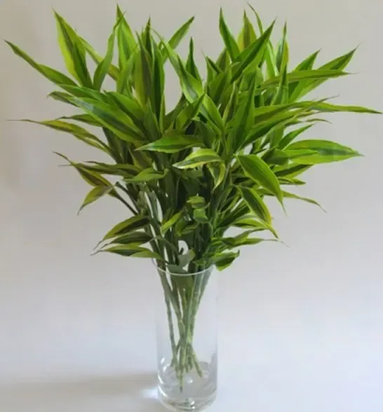 家居风水"转"起来 转运竹放对位置是关键