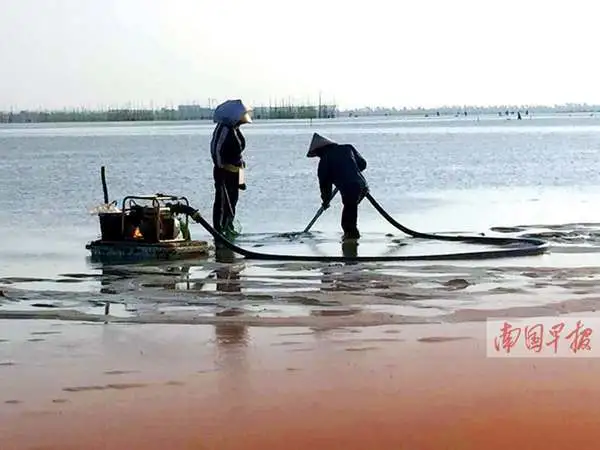 用水枪捕捞后，滩涂上留下大量沙坑。
