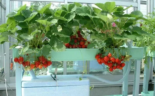 种草莓阳台效果图