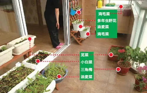 阳台种菜种类划分示意图
