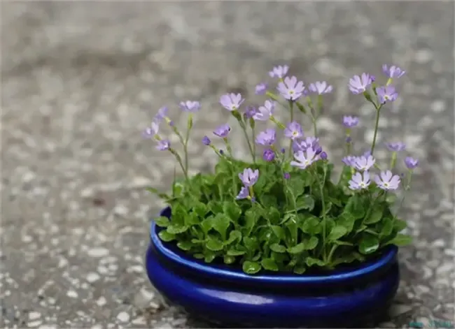 石阶周围种上青翠的芸香草,旺盛之后自然青葱郁然.