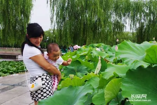 南戴河 荷花节