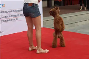 豌豆
