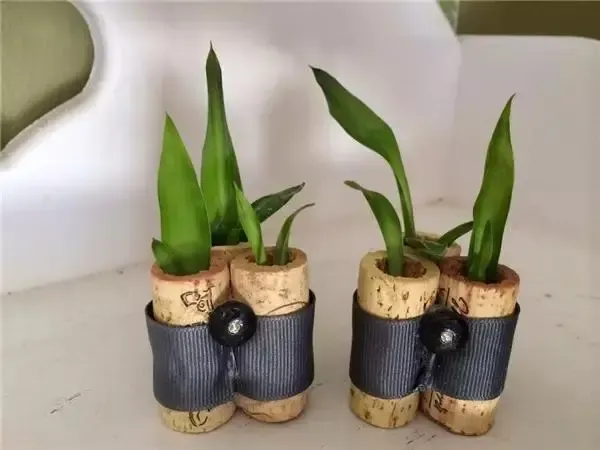 不要再买花瓶了 教你不花一分钱做盆栽!