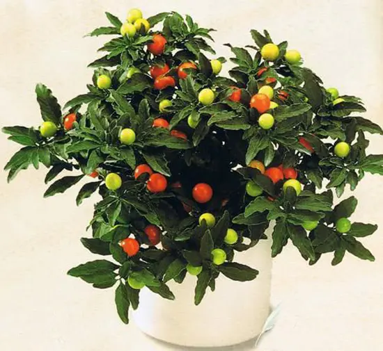 家中植物不能乱放 这20种慢性杀手你不能不知道