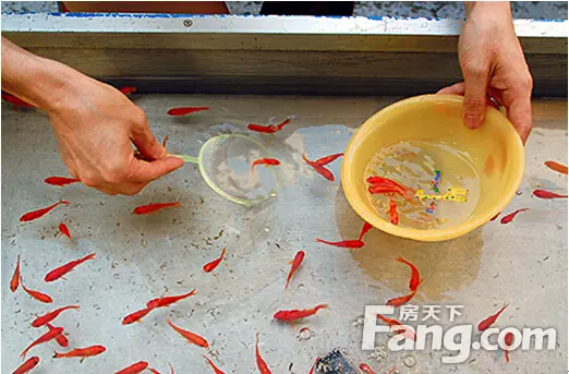 捞金鱼比赛等你来