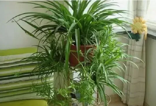 吸甲醛植物top10赶快选一盆回家