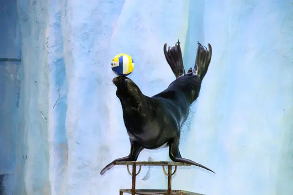 嘉福国际超萌海狮表演show