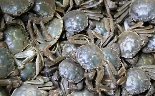 蒸着吃还是煮着吃东亚优立方聚中秋钓河蟹