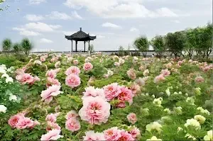 新昌营造拟与Sapphire集团开拓中国养老地产