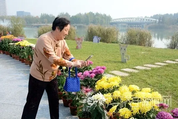 菊花展