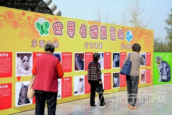菊花展