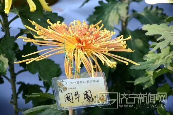 菊花展