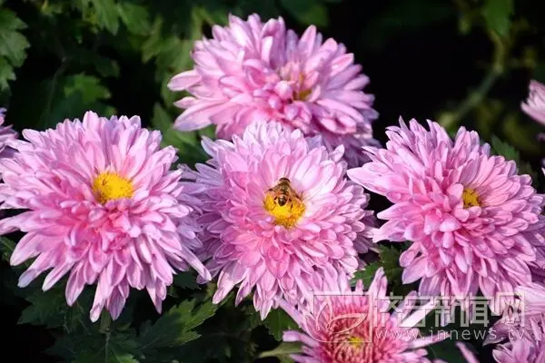 菊花展