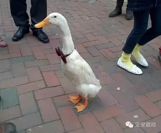 鸭子
