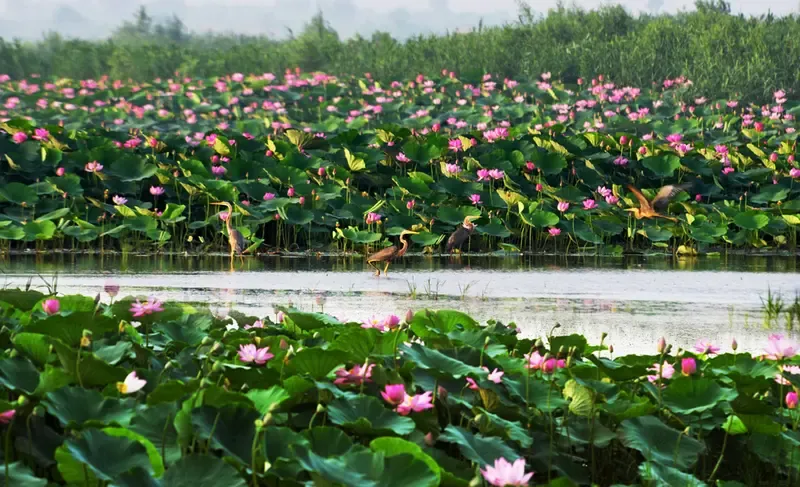 大美北湖湾万顷碧波一片净土