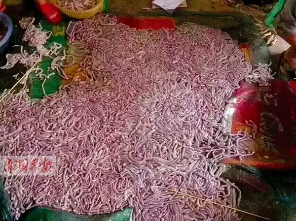 北海沙虫大量涌现