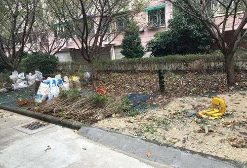 本该有的绿化带被连根拔起