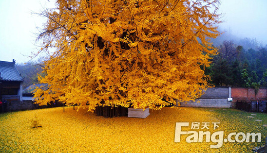 全国的银杏树纷纷开启泛黄比美模式